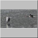 Anser anser - Graugans 03 OS-Rubbenbruchsee.jpg